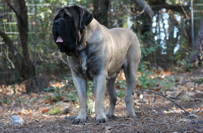 Étalon Mastiff - Monty De La Colline Aux Pins d'Or