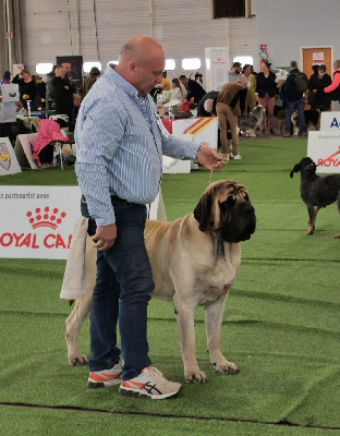 Étalon Mastiff - CH. Orson Des Terres De Peygros