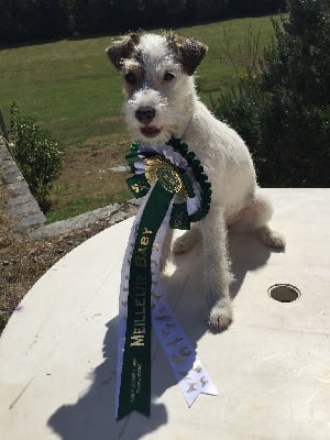 Étalon Parson Russell Terrier - Rustine ii du vaubilly