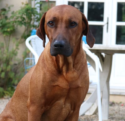 Étalon Rhodesian Ridgeback - Okawanga De La Piste Des Lions