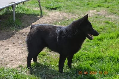 Étalon Schipperke - Skull blaka sven de la lignée royale