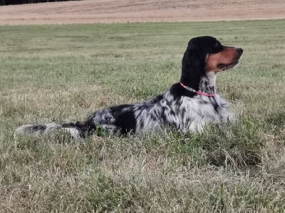 Étalon Setter Anglais - TR. Pallie Du Long Bec D'enchanet