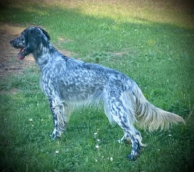 Étalon Setter Anglais - Réa Des Côteaux De Moissac