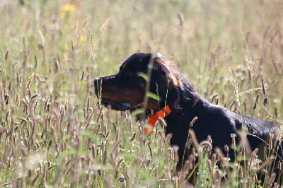 Étalon Setter Gordon - Scapa De La Flèche Noire Et Feu