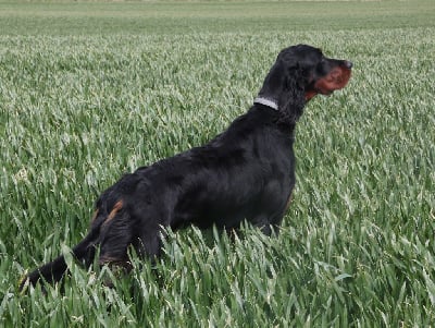 Étalon Setter Gordon - Sparka De La Vallée Des Epinettes