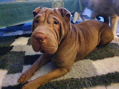 Étalon Shar Pei - Prada De L'empire De Taï Lïnn