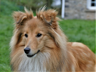 Étalon Shetland Sheepdog - Shamane Du Royaume Des Grenouilles