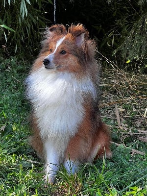 Étalon Shetland Sheepdog - Rum highland du Lorecé