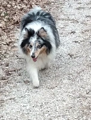 Étalon Shetland Sheepdog - Onyx blue diamond les mille eclats des tournesols