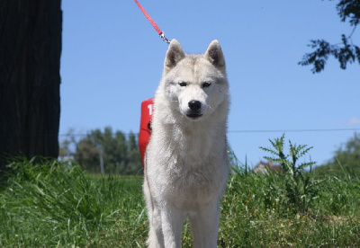 Étalon Siberian Husky - Perfect octavia kom skaïkru of nashkaia