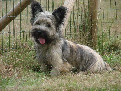Étalon Skye Terrier - Hamal sir edward's bohemia coko