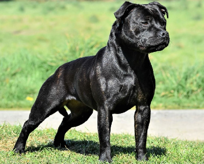 Étalon Staffordshire Bull Terrier - Prada black devil De Celtic's Madinina