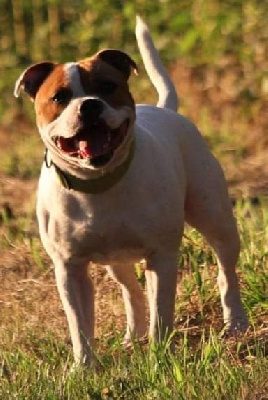 Étalon Staffordshire Bull Terrier - crazy'n staff Sparthakuss