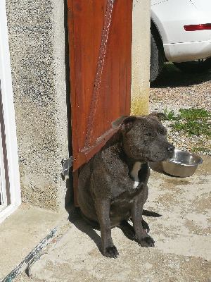 Étalon Staffordshire Bull Terrier - Roxy'blue (Sans Affixe)