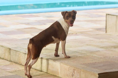 Étalon Terrier Bresilien - Oh juliana do jardim imbui