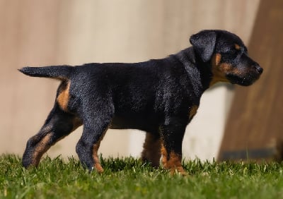 Étalon Terrier de chasse allemand - Tornade De La Maison De Paveroce