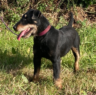 Étalon Terrier de chasse allemand - Max de las Sesteriades