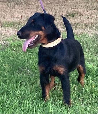 Étalon Terrier de chasse allemand - Frenchfox Sultan