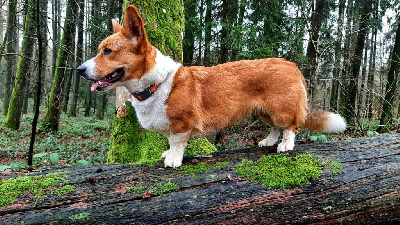 Étalon Welsh Corgi Cardigan - Nora du mont des croisettes