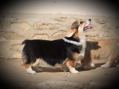 Étalon Welsh Corgi Pembroke - Razmot du clos d'Arlequin