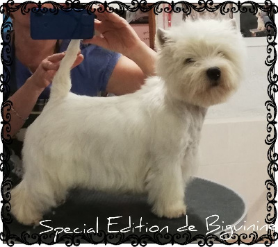 Étalon West Highland White Terrier - Special édition de Biguinine