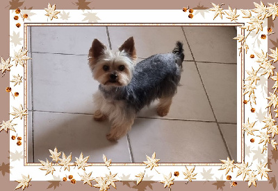 Étalon Yorkshire Terrier - Nicolaï Du clos des bleuettes