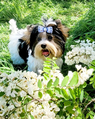 Étalon Yorkshire Terrier - Sony for-love