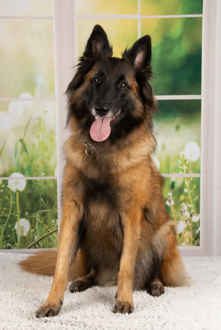 Silja Des Terres D'Yggdrasil