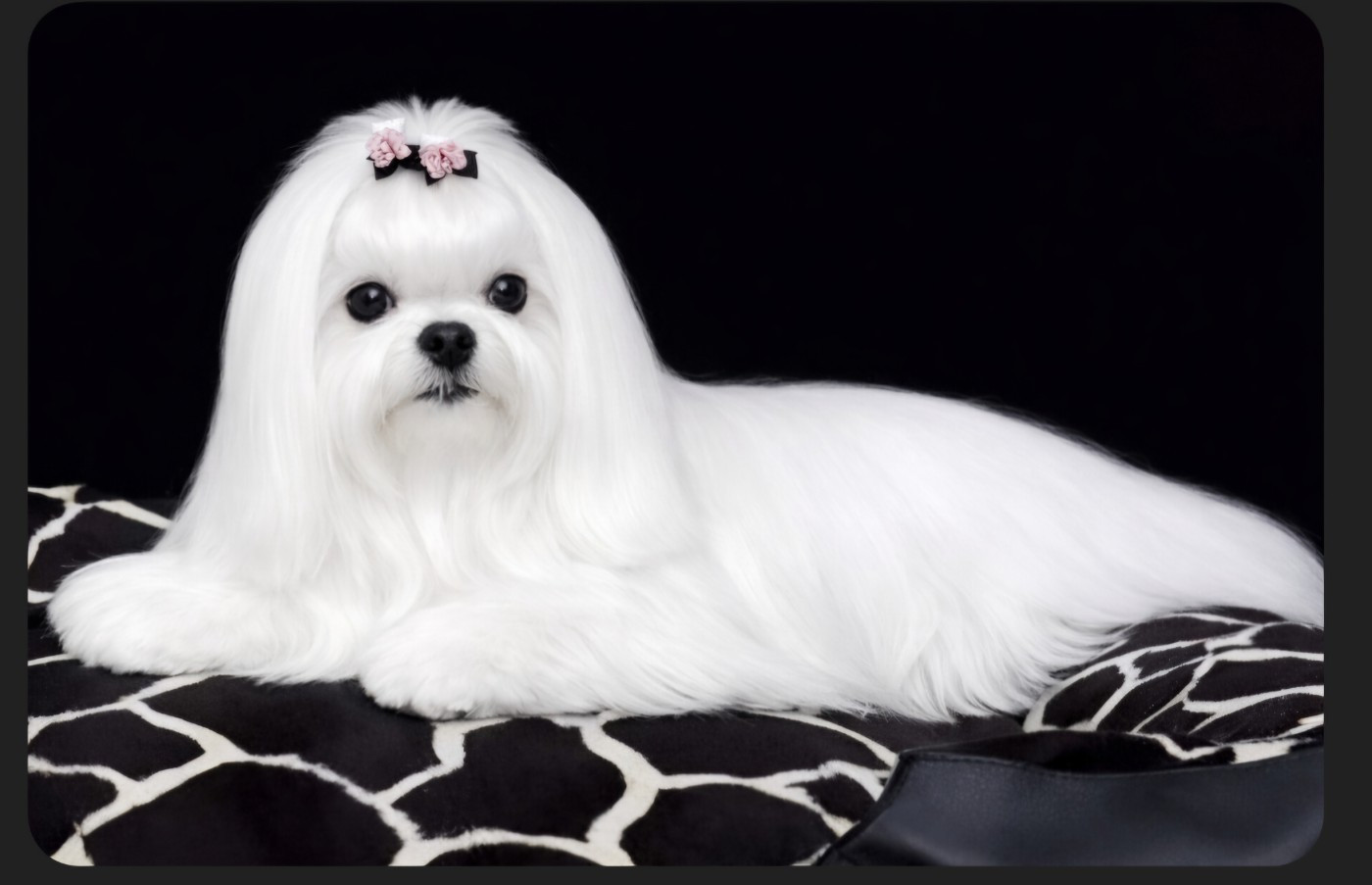 Publication : Magic White Illusion 