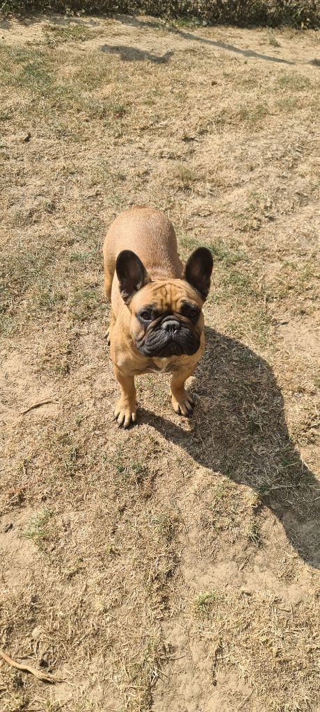 Publication : Des Gardiens Du Grand Listrac Auteur : Morgan caublot