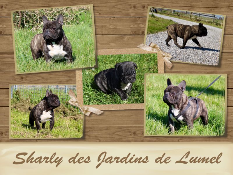 Publication : Des Jardins De Lumel Auteur : MIDDEL WEG