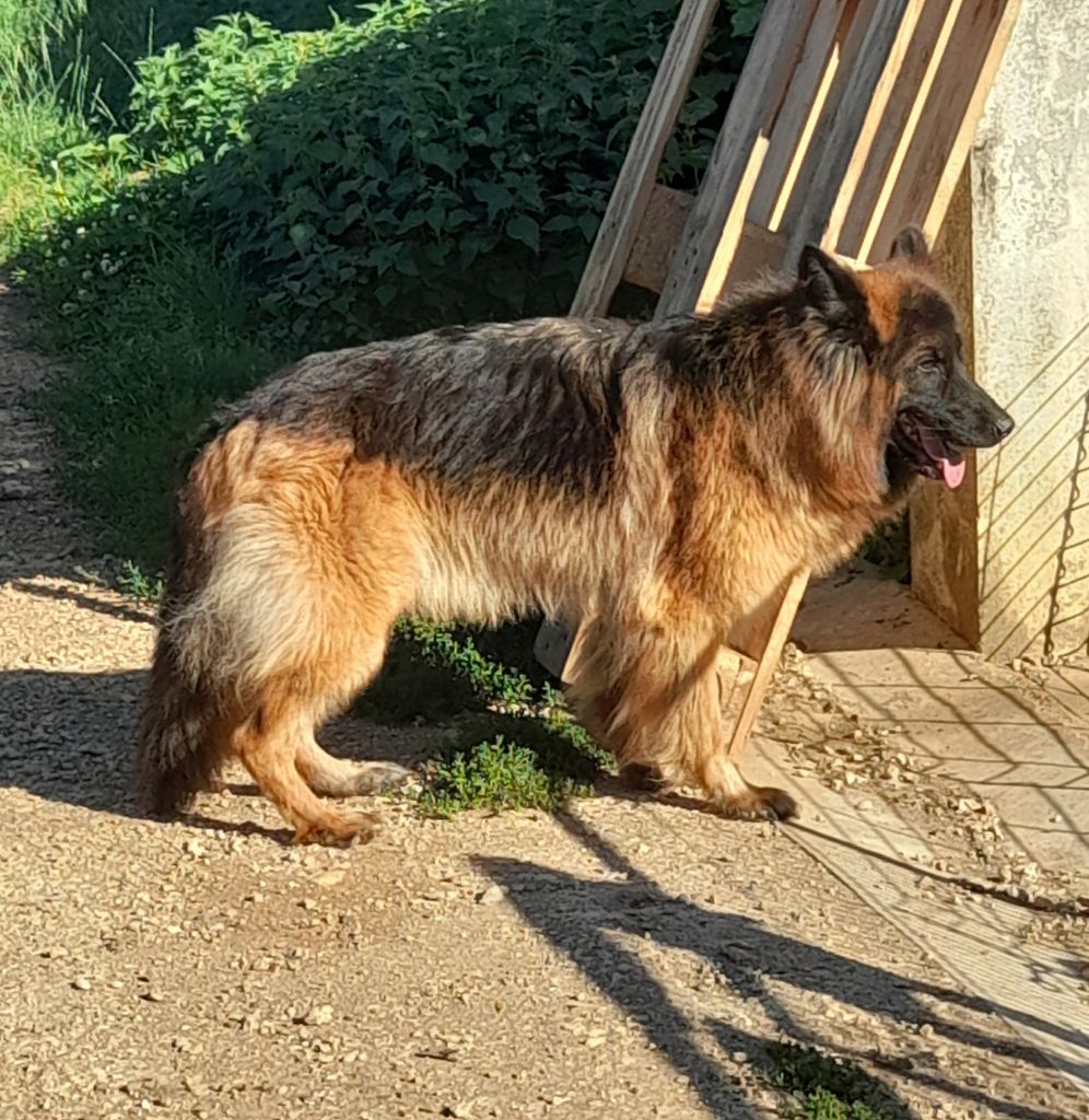 Publication : du Domaine de la Phoenix Doree 