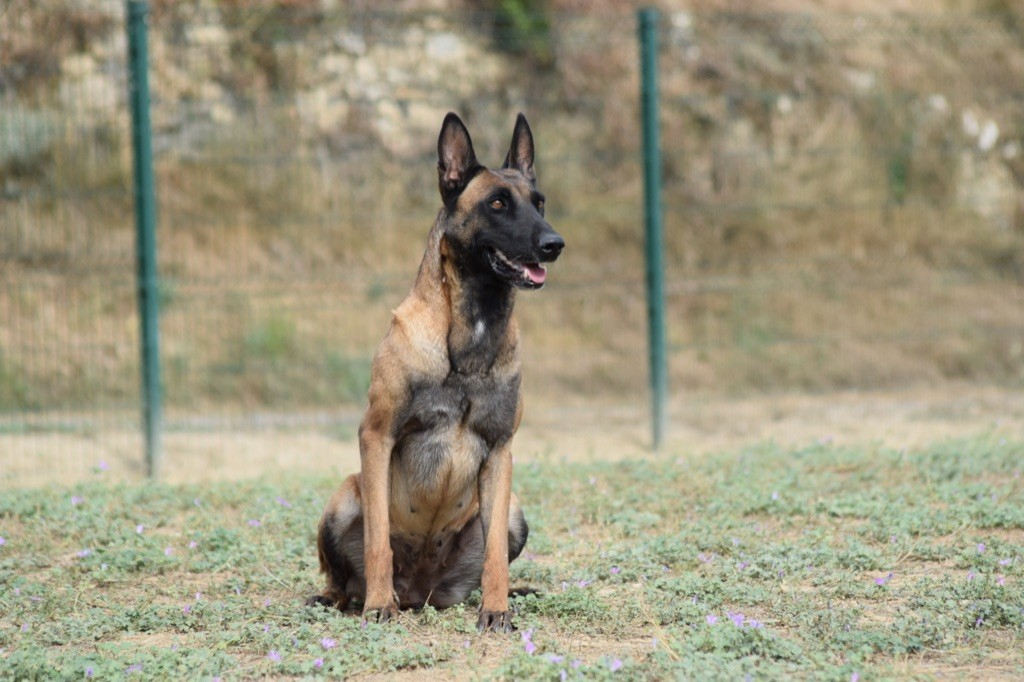 Publication : De L'esquisse Sauvage