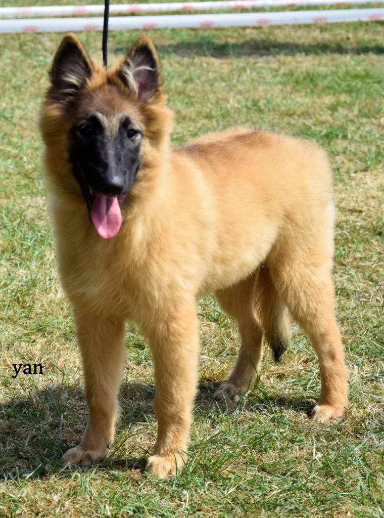 Publication : Des Terres D'Yggdrasil Auteur : Yannick Butez