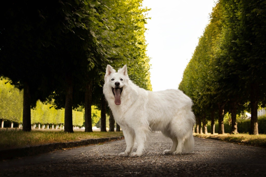 Publication : De La Vallée Du Rêve Blanc Auteur : Laura Lobjoit