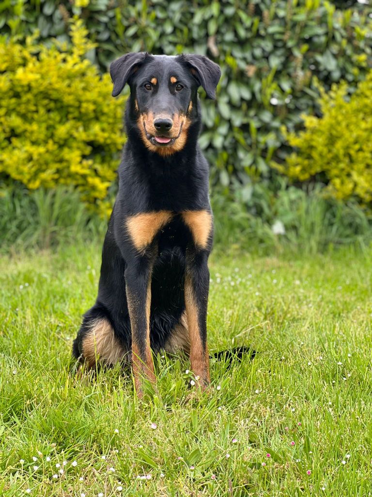 Publication : Du Jardin D'idylle Auteur : Le Jardin d'Idylle