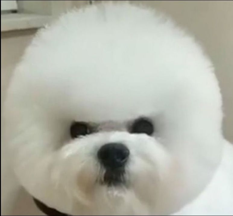 Publication : Du Domaine Des Peluches Blanches Auteur : ida meresse