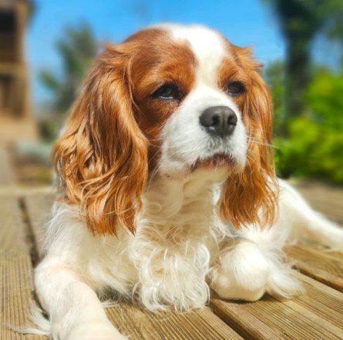 Publication : (Sans Affixe) 