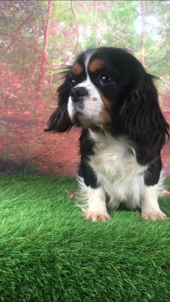 Publication : Du Clos De Compostelle 