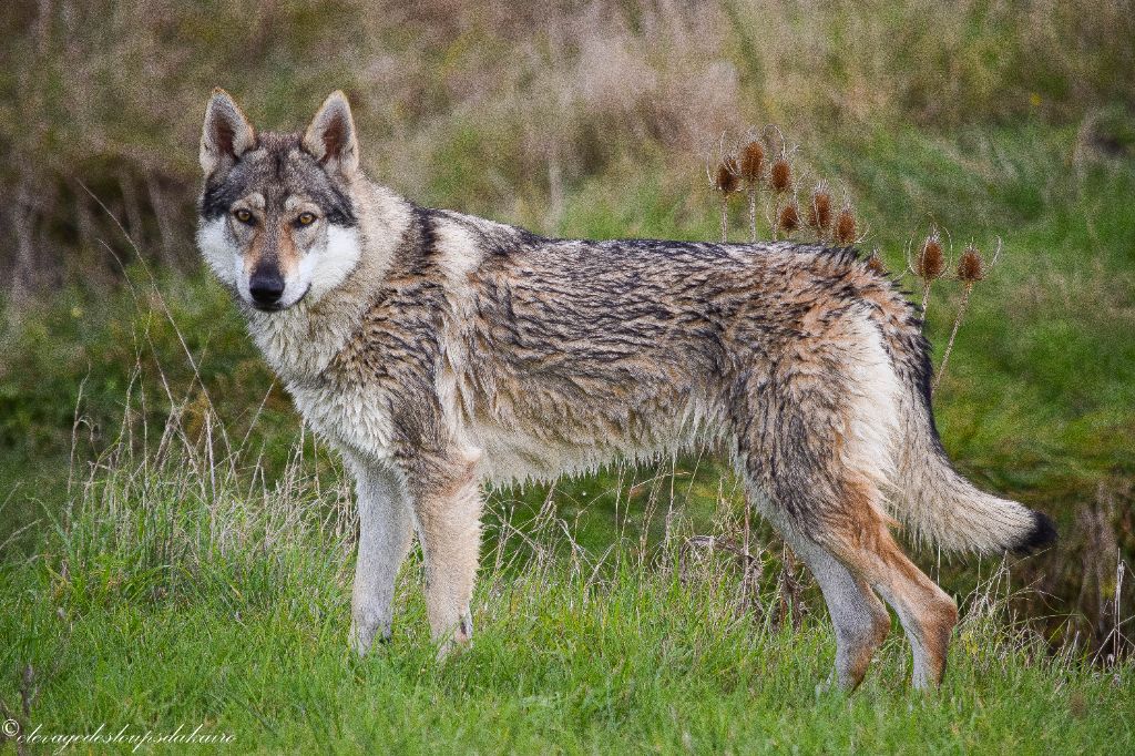 Publication : des loups d'Akairo 