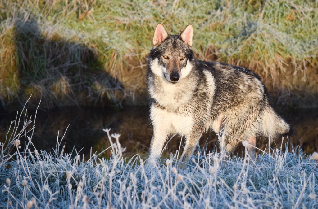 Publication : des loups d'Akairo 