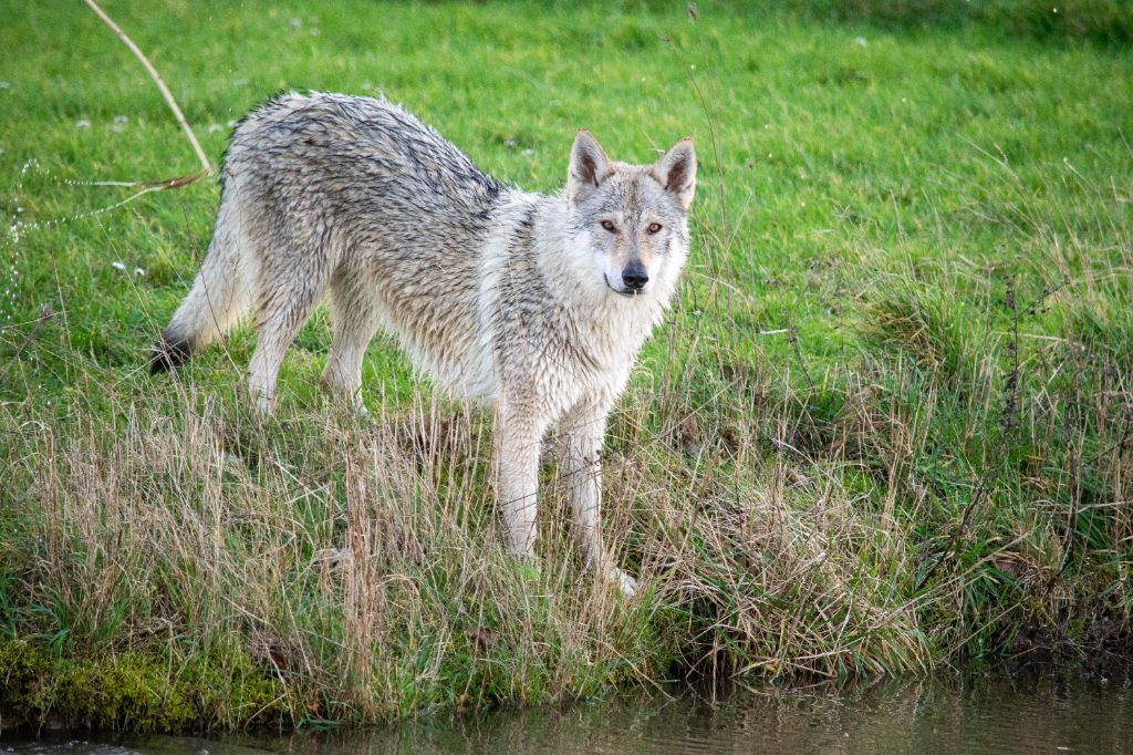 Publication : des loups d'Akairo 