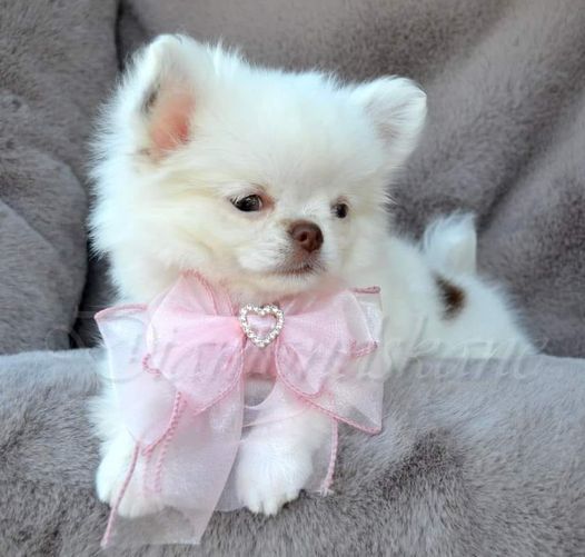 Publication : Des Loves Didi Auteur : Diamondskane