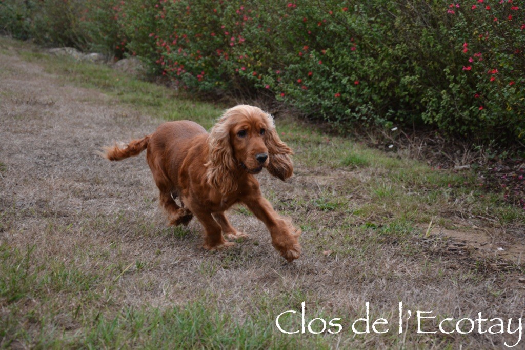 Publication : Du Clos De L'Ecotay Auteur : clos de l'Ecotay