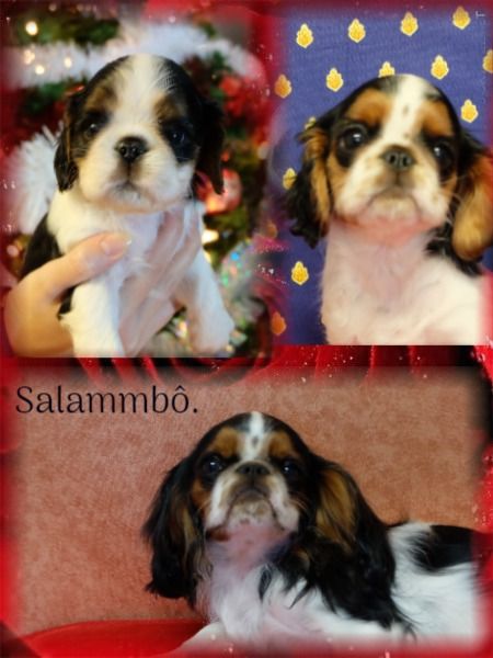 Publication : Des Rochers D'agerna Auteur : SOPHIE DURAND