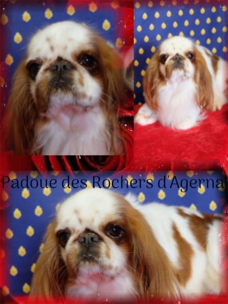 Publication : Des Rochers D'agerna Auteur : SOPHIE DURAND