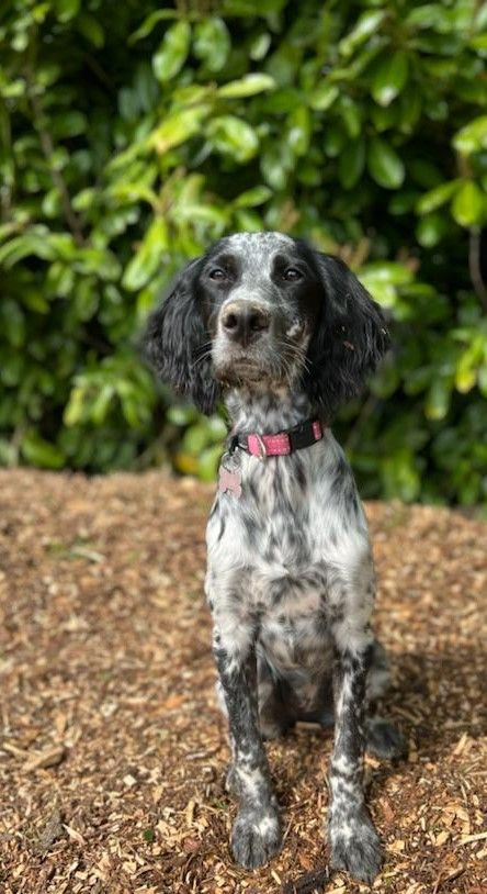 Publication : Du Sud Touraine 