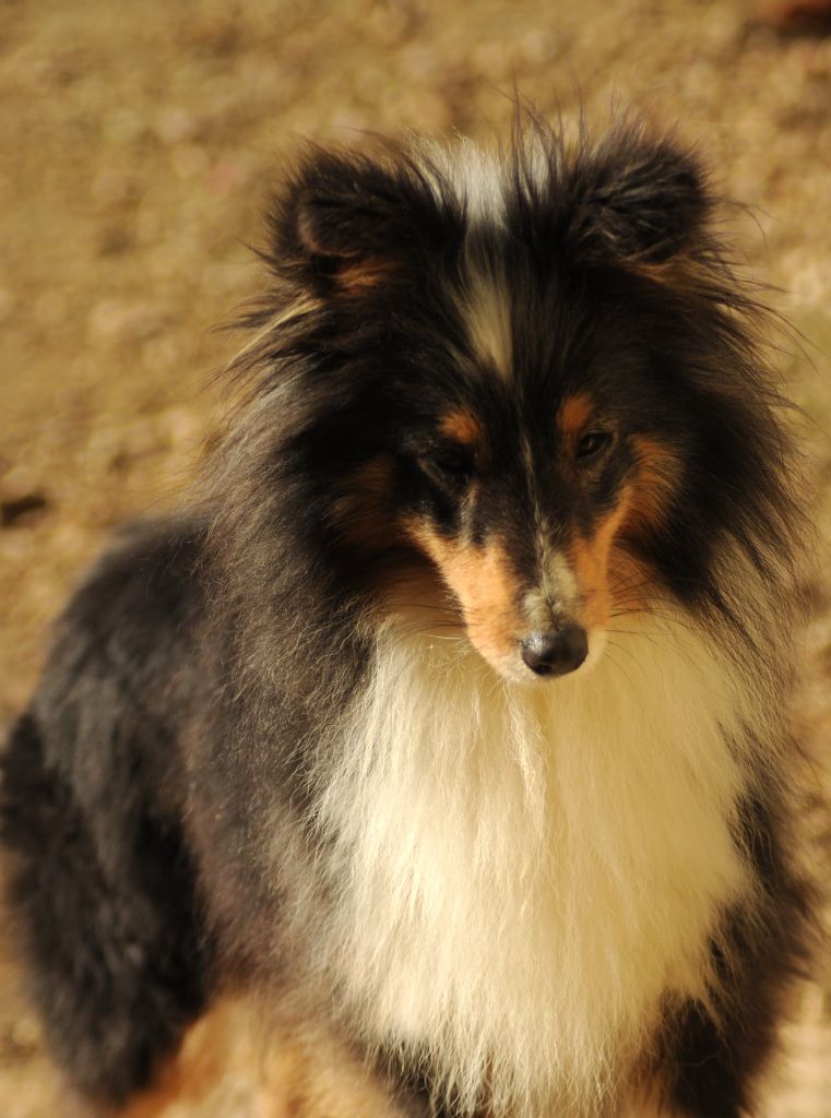 Publication : de l'Angelarde Auteur : des lutins de CassiopÃ©e