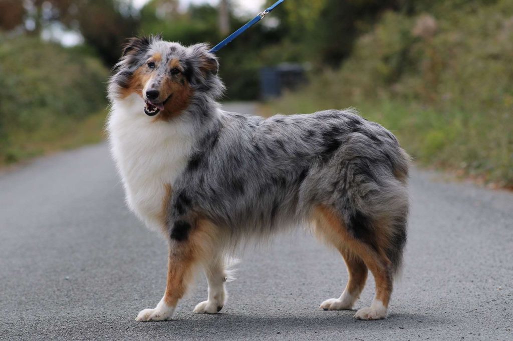 Publication : de l'Angelarde 