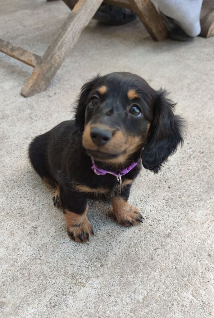 Publication : Des Narcisses Du Royaume D'egypte